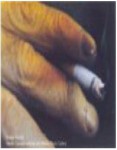 2013 Fiji Addiction - yellowed fingers